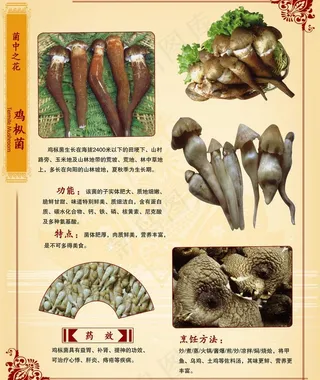 菜谱 野生菌类图片