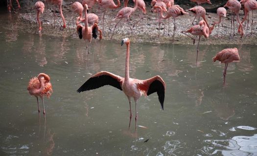 火烈鸟图片