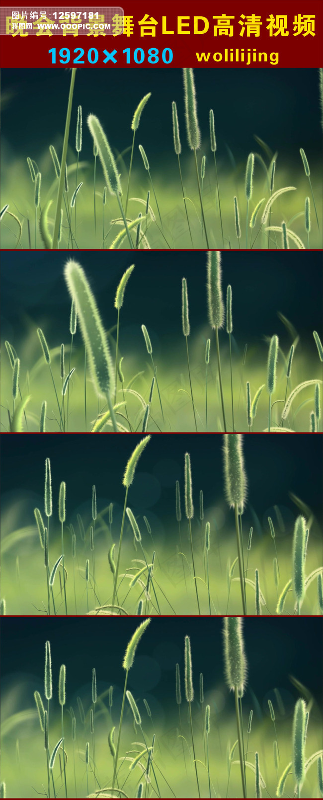 野草飘动晚会背景LED高清视频
