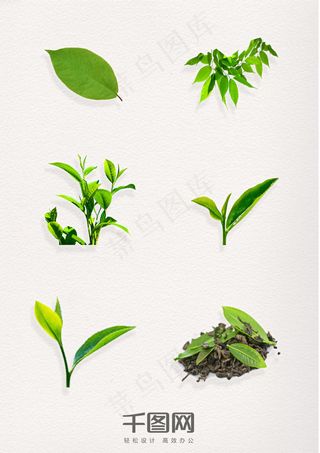 绿色叶子茶叶绿茶叶图案元素
