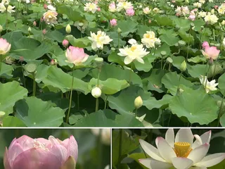 高清拍摄荷花绽放视频素材