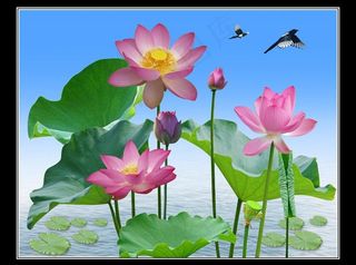 高清荷塘荷花图图片