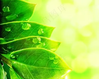 绿叶水珠水滴图片