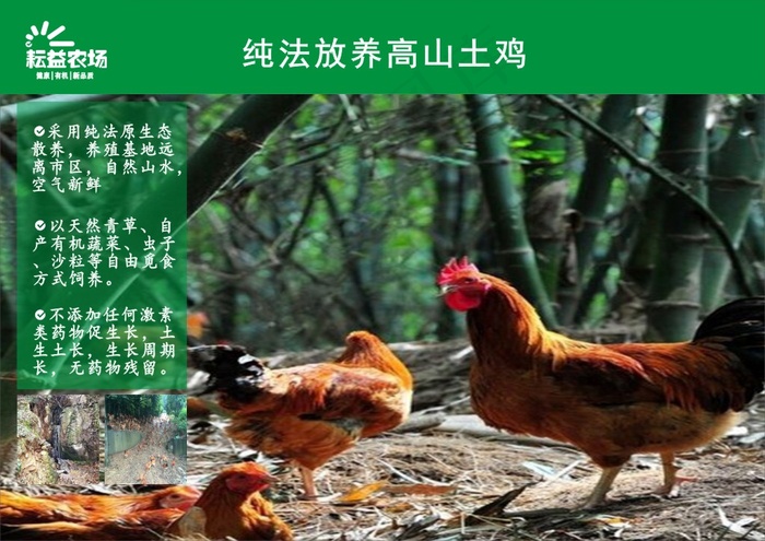 耘益高山土鸡（折页）cdr矢量模版下载