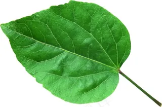 心形植物叶片素材