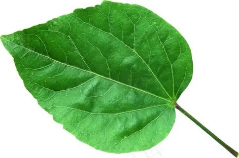 心形植物叶片素材 心形植物叶片素材