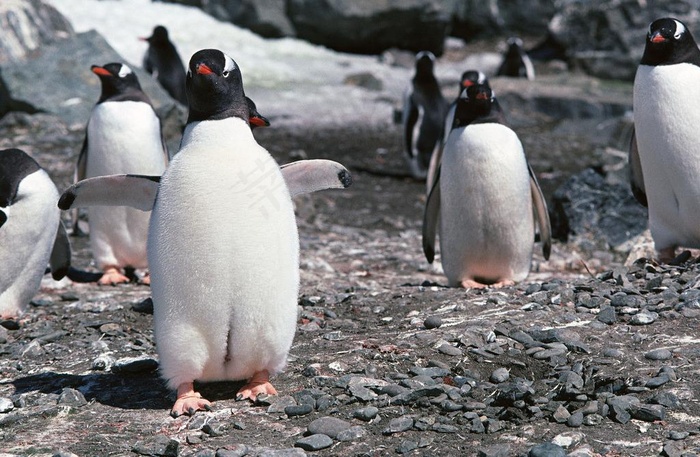 企鹅 南极图片