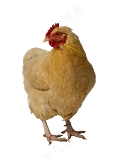 免抠png图片ps素材鸡