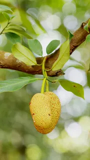 树上的果实高清摄影图片 树上的果实高清摄影图片