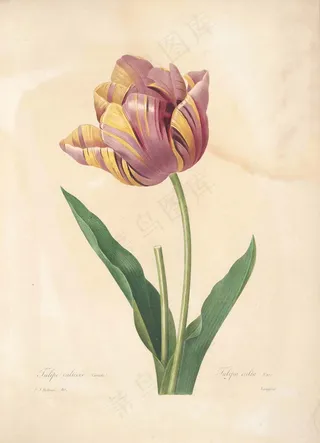 复古手绘郁金香花卉矢量素材