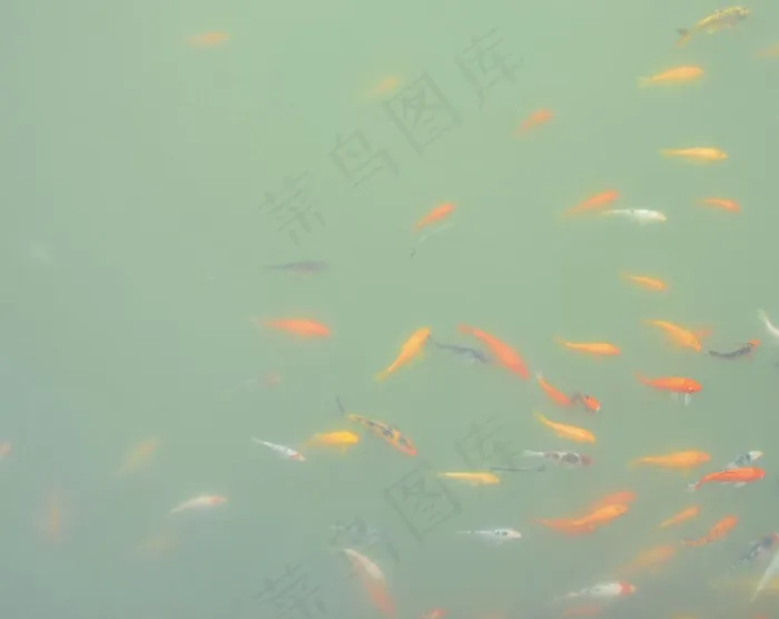 金鱼图片