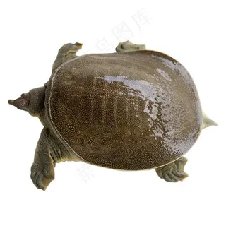 甲鱼免抠素材PSD分层