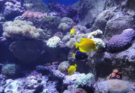 海底世界图片 海底世界图片