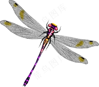 免抠png图片ps素材蜻蜓