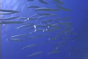 海底世界