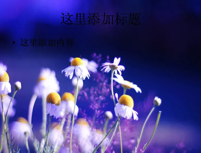 甘菊与露珠的完美结合ppt封面(...
