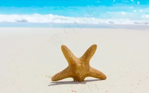 海星图片
