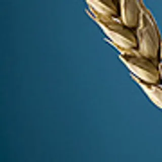 博客整站FLASH动画