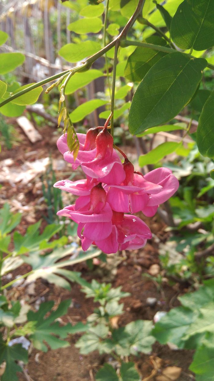 红色洋槐花图片