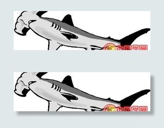 鲨鱼矢量图