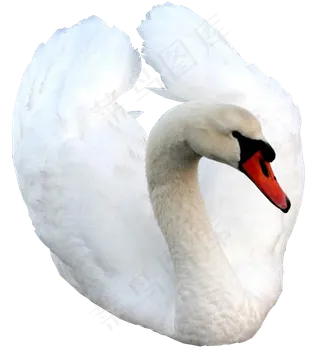 免抠png图片ps素材天鹅