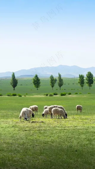 吃草的羊高清摄影图片