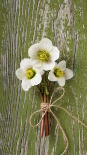 三朵白色的花朵高清摄影图片