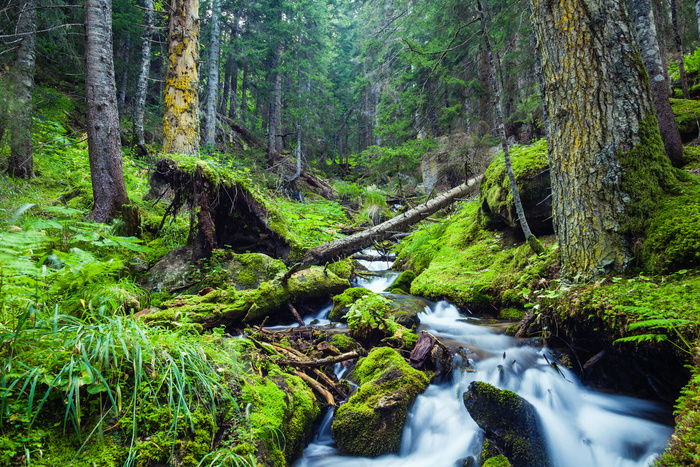 树林小溪风景