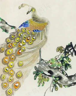 孔雀牡丹 孔雀牡丹