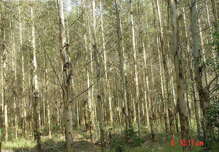 一年可长5米高的桉树图片