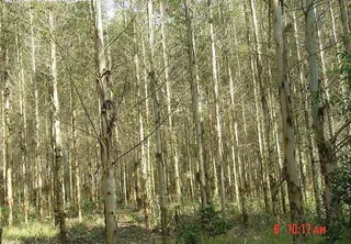 一年可长5米高的桉树图片