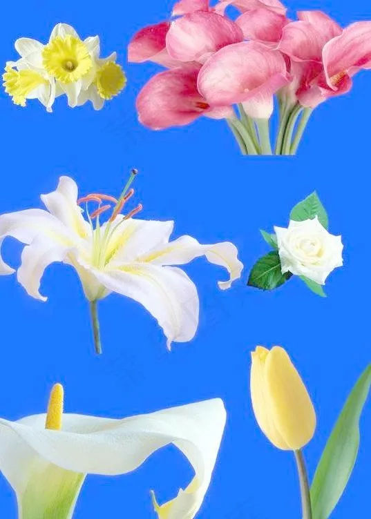 免费漂亮的PSD鲜花素材 下载psd模版下载