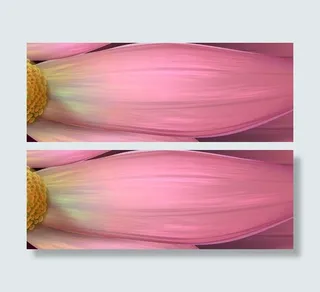 失量花图片免费下载