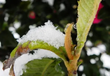 雪景图片 雪景图片