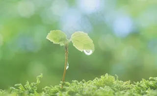 树苗 水珠图片