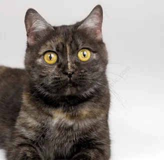 宠物猫40图片 宠物猫40图片
