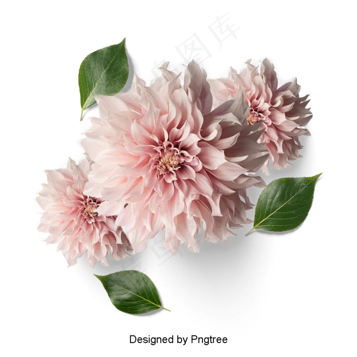 美丽的鲜花花瓣美丽的鲜花花瓣