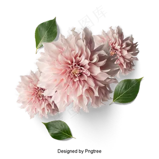 美丽的鲜花花瓣美丽的鲜花花瓣