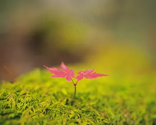 草地上的红叶图片