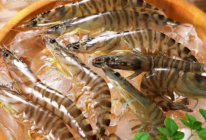 虾图片
