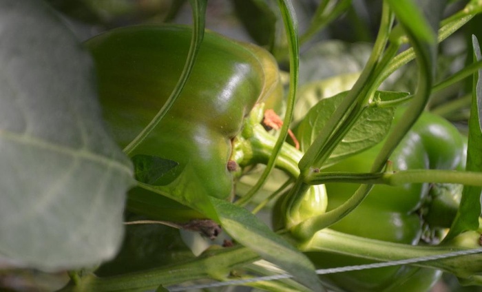 青椒 农业 农产品图片