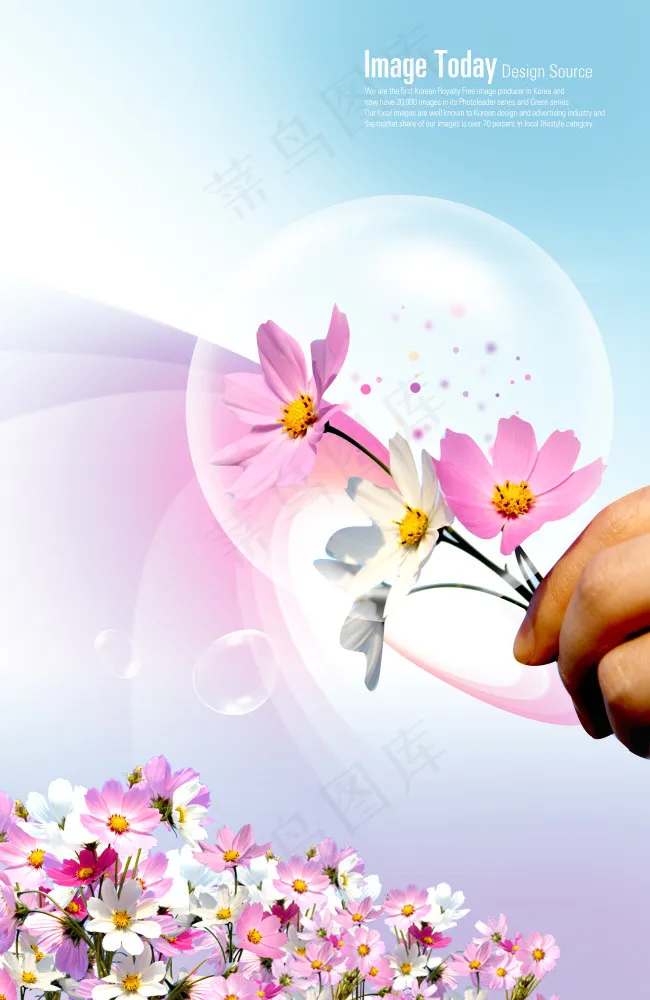 格桑花