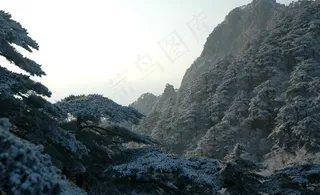 松树林 雪松图片