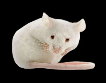 老鼠免抠素材PSD分层