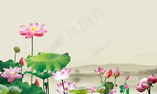 高雅荷花背景