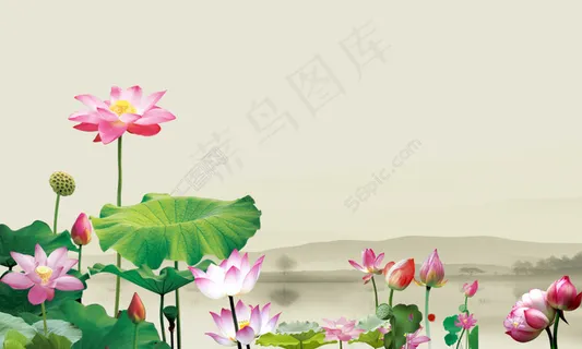 高雅荷花背景 高雅荷花背景