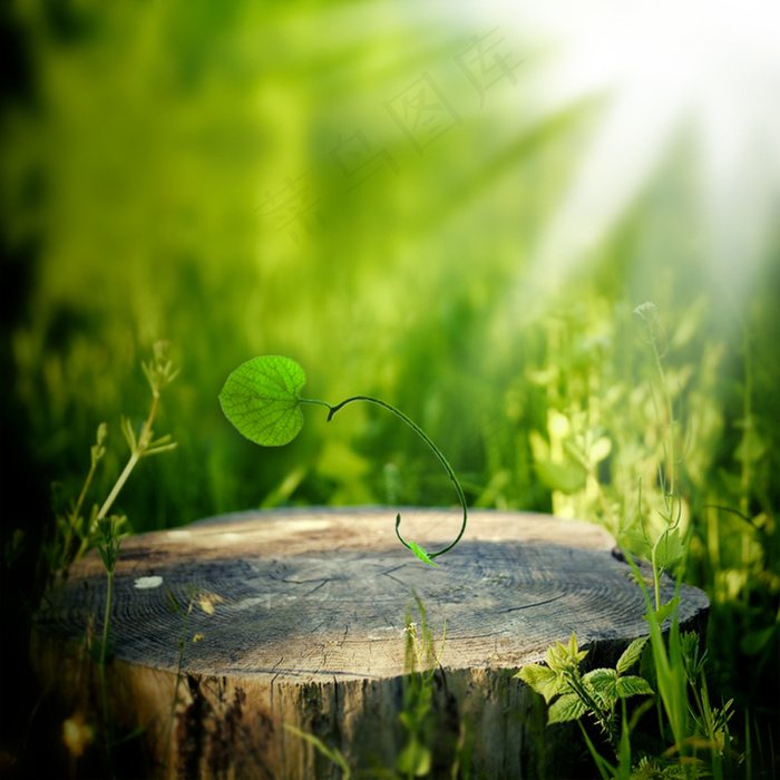 绿叶植物淘宝主图背景素材- (19)