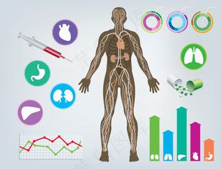 人体解剖图图片