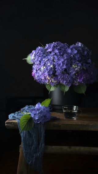 暗色调背景花艺高清摄影图片