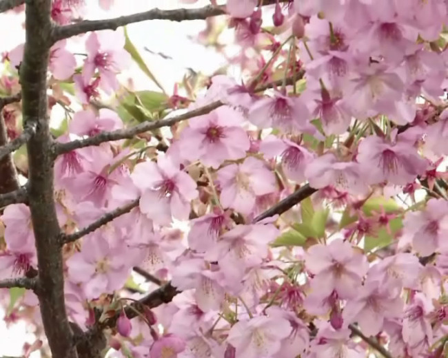 粉红樱花视频